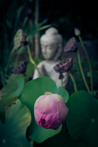 浅关注花的照片
